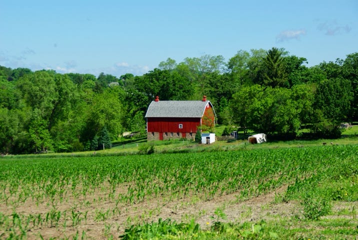 Classic red barn and the risng cornfield near Lodi