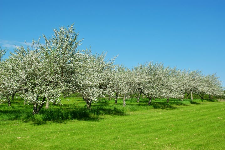 Hapy orchard near Sturgeon Bay