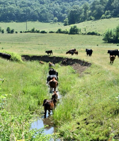 Cattle sauntering in the creek in Cooke Valley